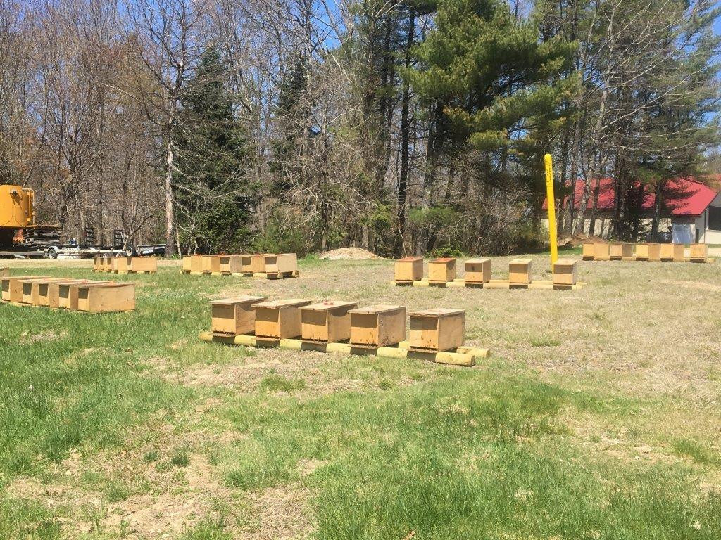 2025 Spring Nucleus Colony