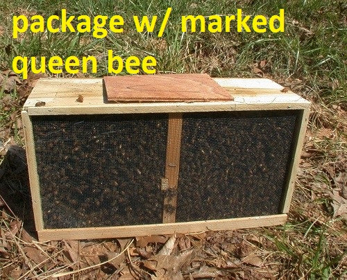 2025 3 Lbs. Package of Italian Honey Bees with MARKED Queen