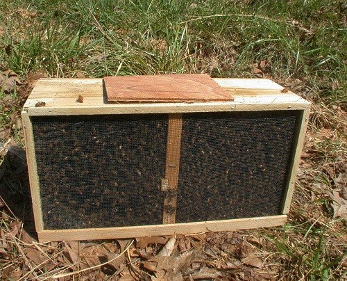 2025 3 Lbs. Package of Italian Honey Bees with UNMARKED Queen