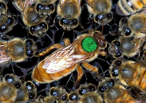 2025 3 Lbs. Package of Italian Honey Bees with MARKED Queen